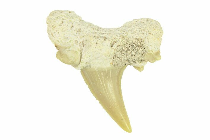 Pathological Otodus Shark Tooth - Morocco #289621